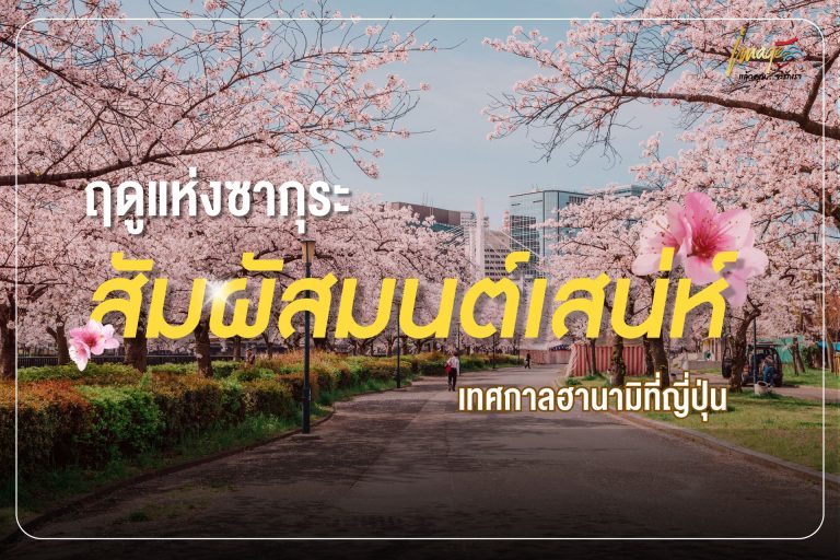 ฤดูแห่งซากุระ  สัมผัสมนต์เสน่ห์เทศกาลฮานามิที่ญี่ปุ่น