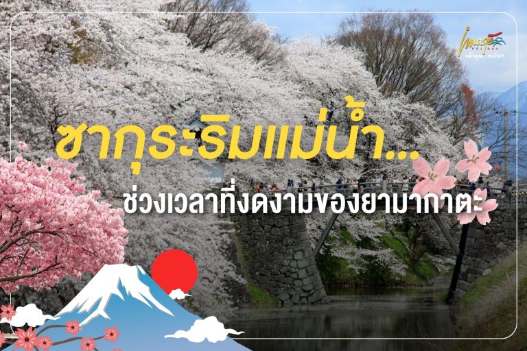 ซากุระริมแม่น้ำ…ช่วงเวลาที่งดงามของยามากาตะ