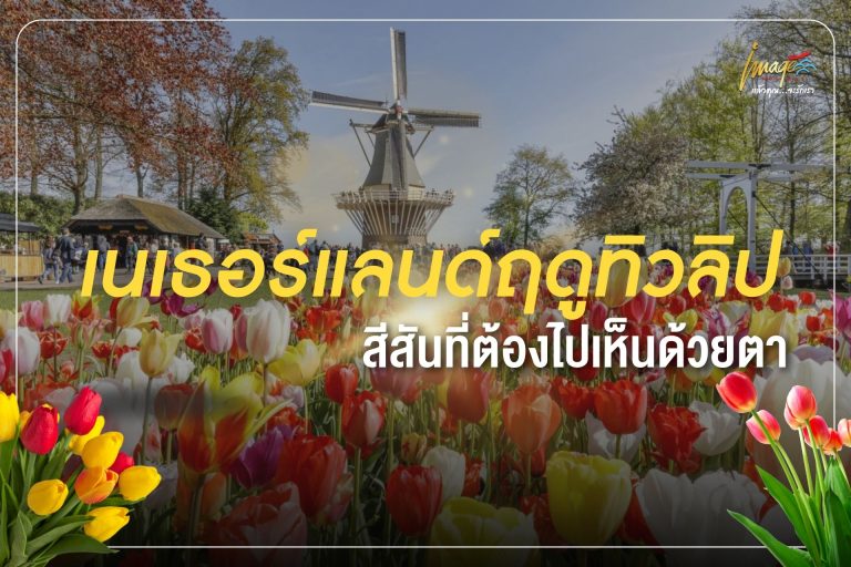 เนเธอร์แลนด์ในฤดูทิวลิป สีสันที่ต้องไปเห็นด้วยตา