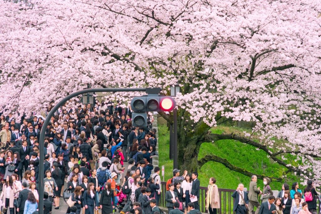 เทศกาลฮานามิ เทศกาลชมดอกซากุระ