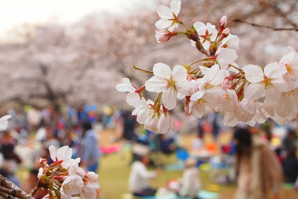 เทศกาลฮานามิ เทศกาลชมดอกซากุระ