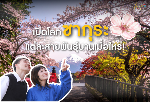 🌸 เปิดโลกซากุระ แต่ละสายพันธุ์บานเมื่อไหร่ !