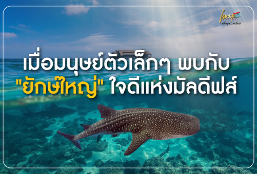 มัลดีฟส์ อาณาจักรแห่งชีวิตใต้ผืนน้ำ