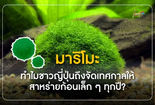 มาริโมะ