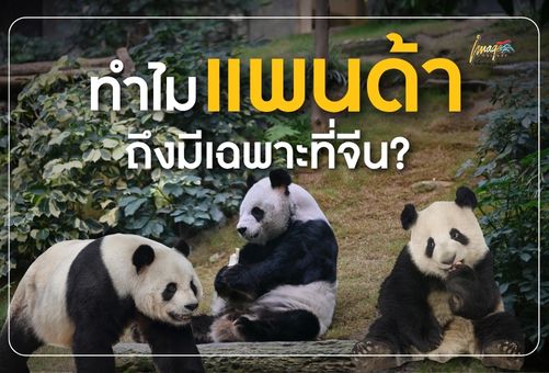 เรื่องที่หลายท่านอาจยังไม่เคยรู้ ทำไมแพนด้าถึงมีเฉพาะที่จีน?