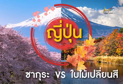 ไปญี่ปุ่นครั้งแรก ควรเลือกซากุระหรือใบไม้เปลี่ยนสี? เปรียบเทียบทุกมุมก่อนตัดสินใจ